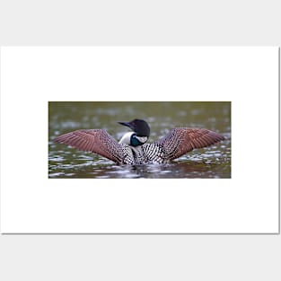 Loon Stretch - Common Loon Posters and Art